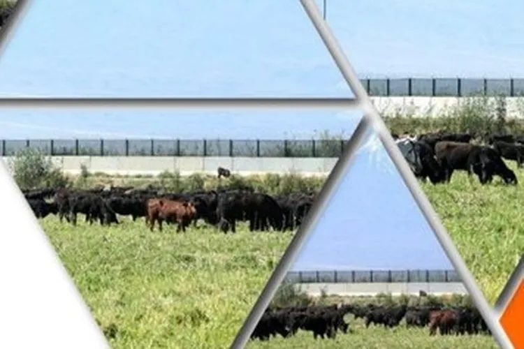 TİGEM’den ‘Kırsalda Bereket Hayvancılığa Destek Projesi’ için yeni duyuru