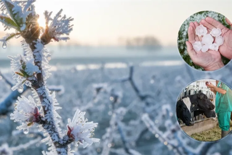 Ekim’de üreticilere 11,6 milyar TL hasar tazminatı ödendi